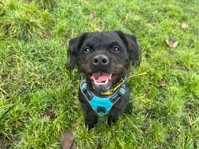 Poodle for adoption in Cardiff, Glamorgan – 3 years old - Image 4 of 5