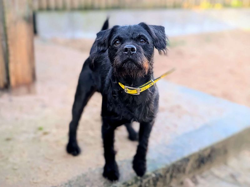 Poodle for adoption in Cardiff, Glamorgan – 3 years old - Image 2 of 5