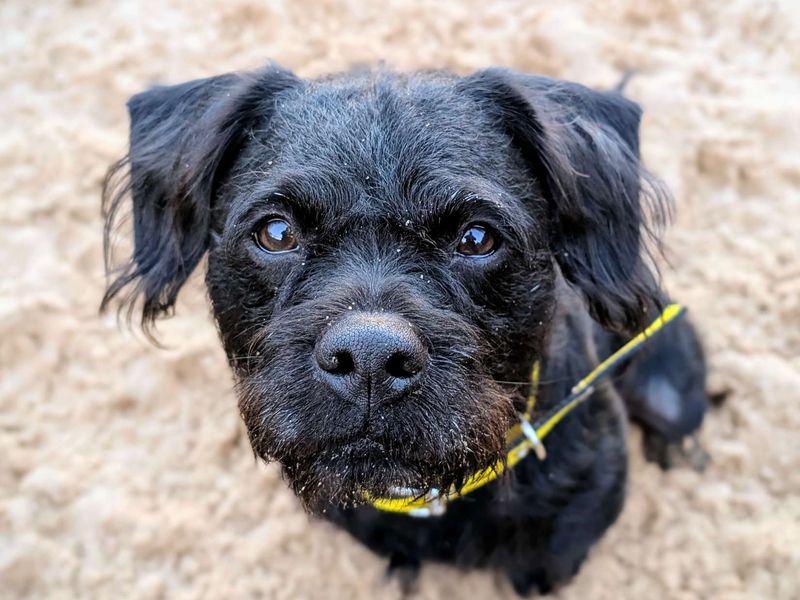 Ozzy | Poodle (Miniature) Cross | Cardiff - 1