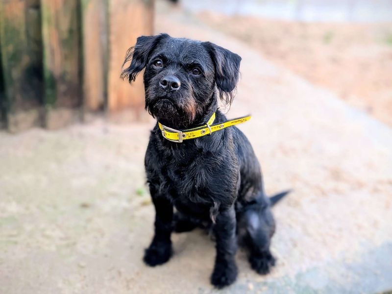 Poodle for adoption in Cardiff, Glamorgan – 3 years old - Image 5 of 5