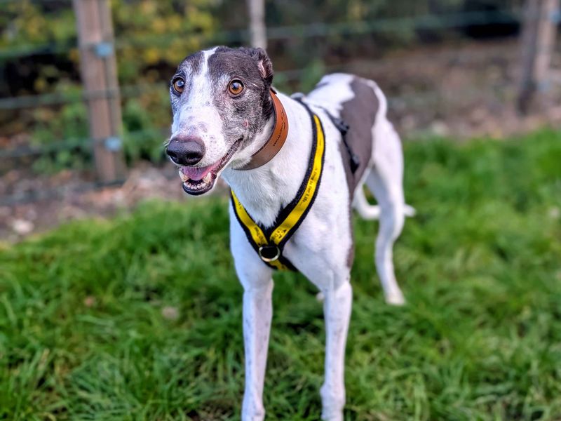 Greyhound for adoption in Cardiff, Glamorgan – 2 years old - Image 3 of 5