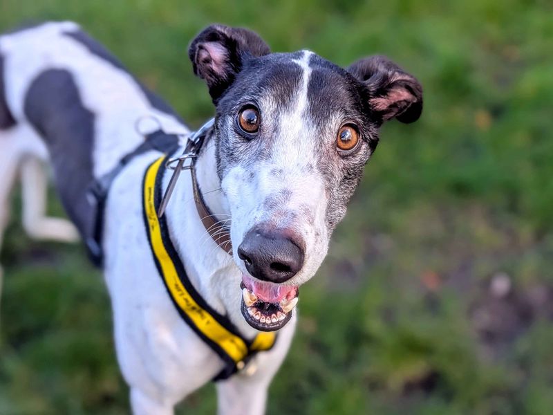 Greyhound for adoption in Cardiff, Glamorgan – 2 years old - Image 5 of 5
