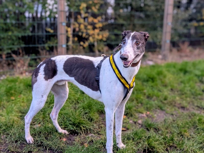 Greyhound for adoption in Cardiff, Glamorgan – 2 years old - Image 4 of 5
