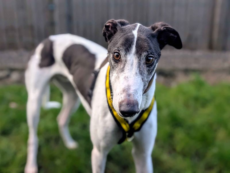 Aero | Greyhound | Cardiff - 1