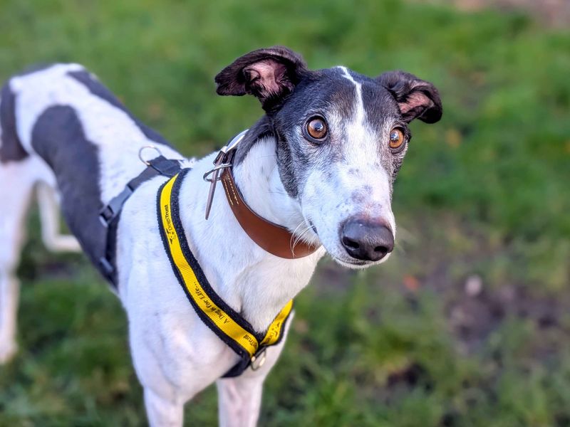 Greyhound for adoption in Cardiff, Glamorgan – 2 years old - Image 2 of 5