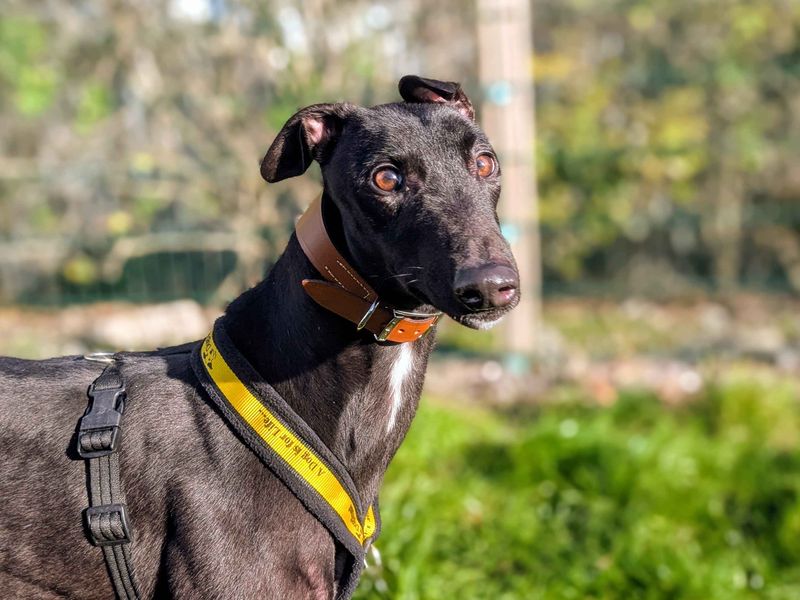 Greyhound for adoption in Cardiff, Glamorgan – 2 years old