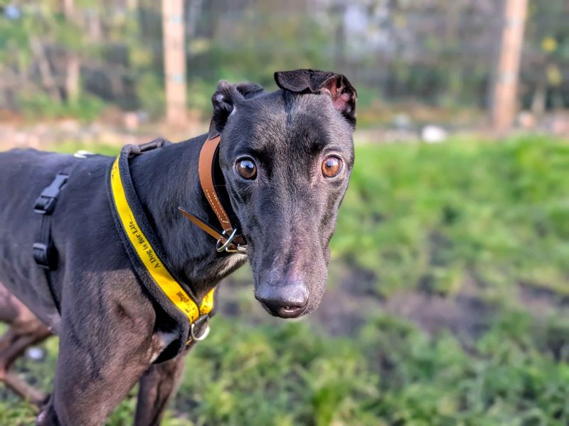 Greyhound for adoption in Cardiff / Caerdydd, South Glamorgan – 2 years old - Image 4 of 4
