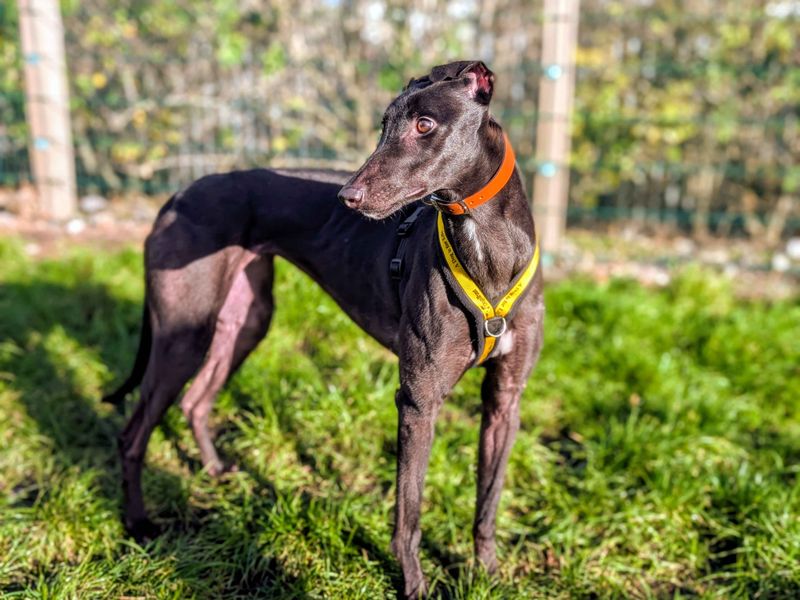 Greyhound for adoption in Cardiff / Caerdydd, South Glamorgan – 2 years old - Image 2 of 4