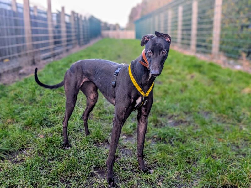 Greyhound for adoption in Cardiff / Caerdydd, South Glamorgan – 2 years old - Image 3 of 4