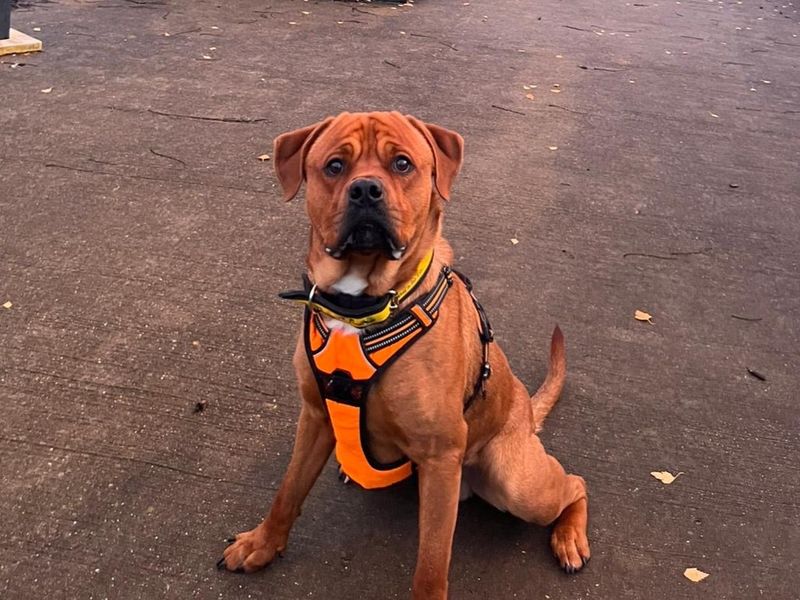 Doug | Rottweiler Cross | Harefield West London - 1