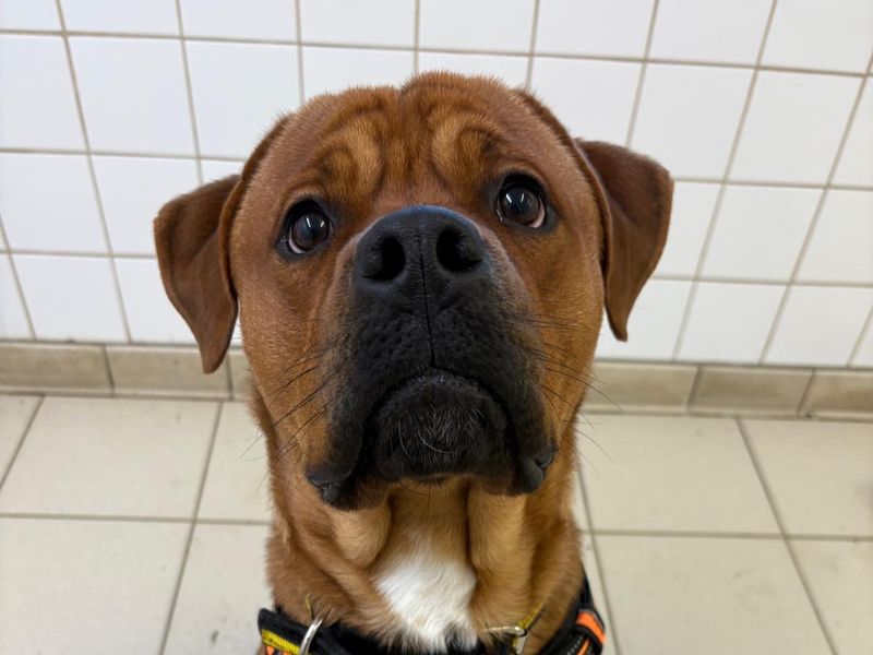 Rottweiler for adoption in Uxbridge, Greater London – 1 year old - Image 2 of 2