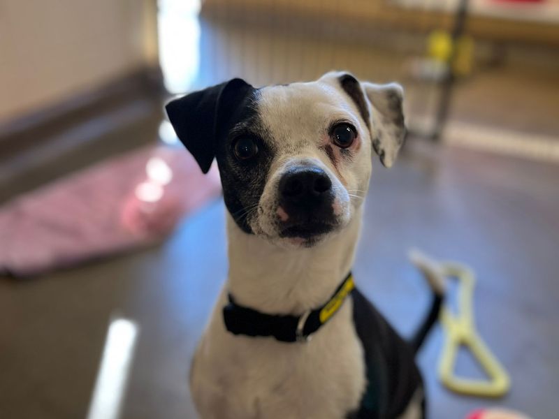 Jack Russell Terrier for adoption in Mid Glamorgan, Wales – 3 years old