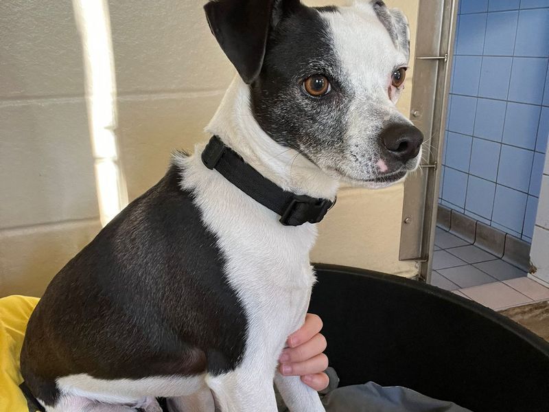 Jack Russell Terrier for adoption in Mid Glamorgan, Wales – 3 years old - Image 2 of 2