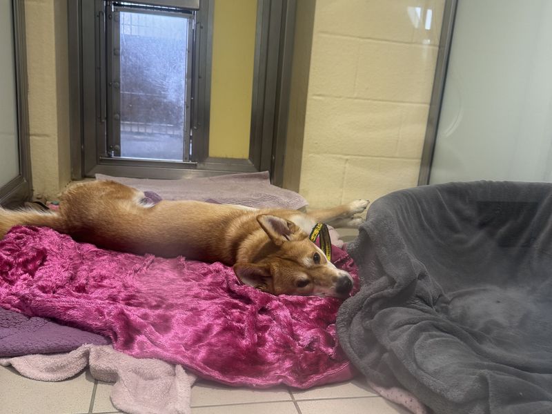 Kitty | Japanese Akita Inu Cross | Basildon (Essex) - 1