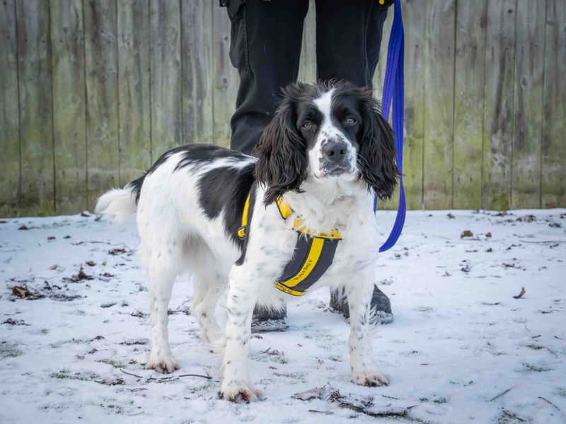 Fizz, a 4 years old female Cocker Spaniel available for adoption from Dogs Trust in Loughborough, Leicestershire