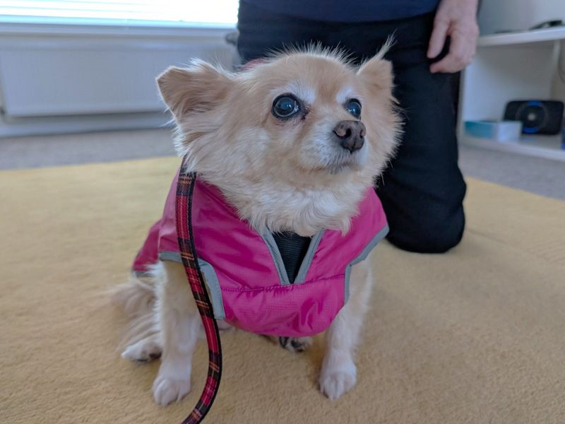 Chyna - Image 3 of 3