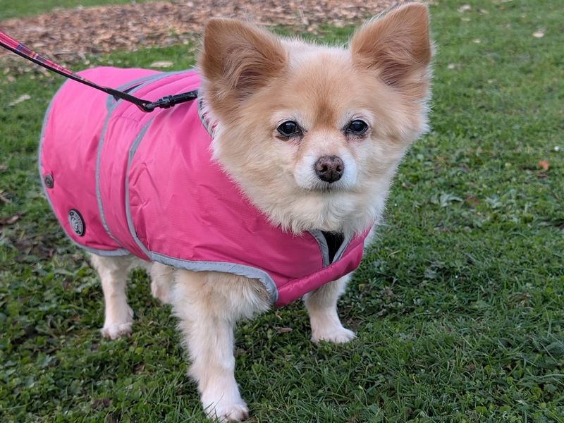 Chihuahua for adoption in Chestfield, Kent – 13 years old
