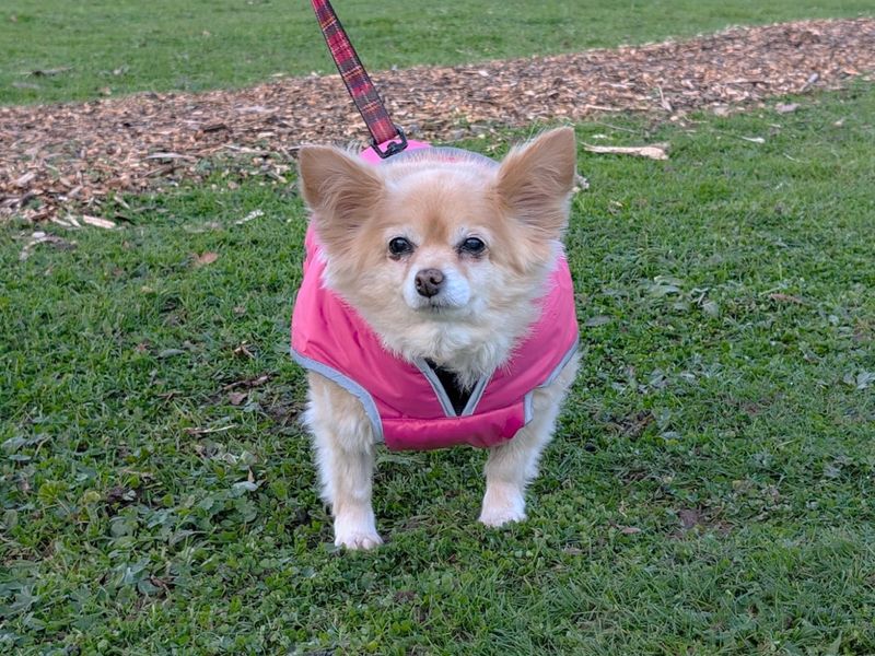 Chyna - Image 2 of 3