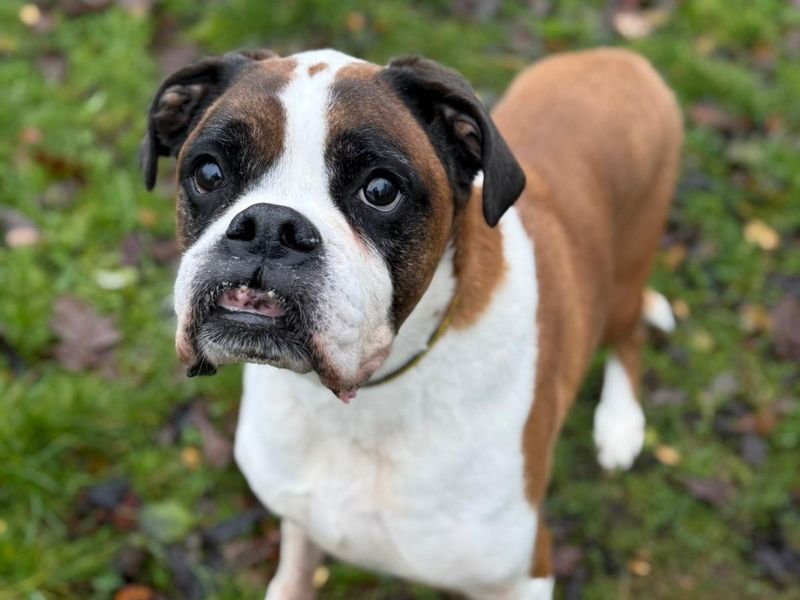 Boxer for adoption in Telford, Shropshire – 9 years old - Image 2 of 2