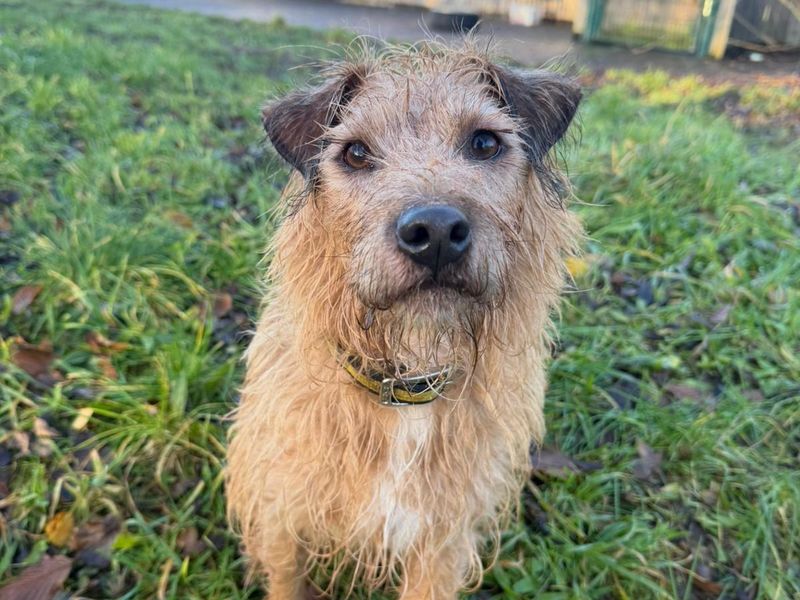Heidi, a 4 years old female Unknown available for adoption from Dogs Trust in Shrewsbury, Shropshire