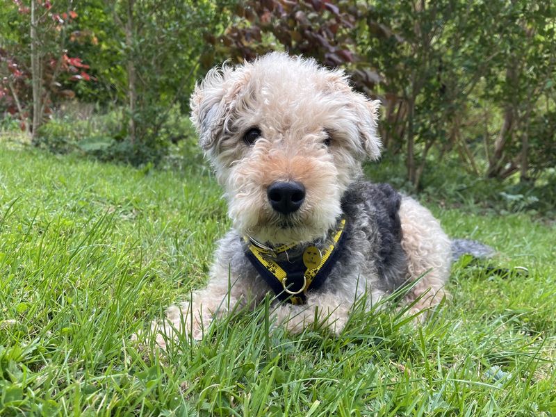 Jaxon | Terrier (Lakeland) Cross | Ilfracombe - 1
