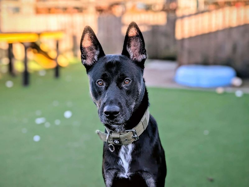 Siberian Husky for adoption in Cardiff, Glamorgan – 12 months old - Image 5 of 8