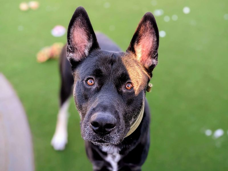 Siberian Husky for adoption in Cardiff, Glamorgan – 12 months old - Image 2 of 8
