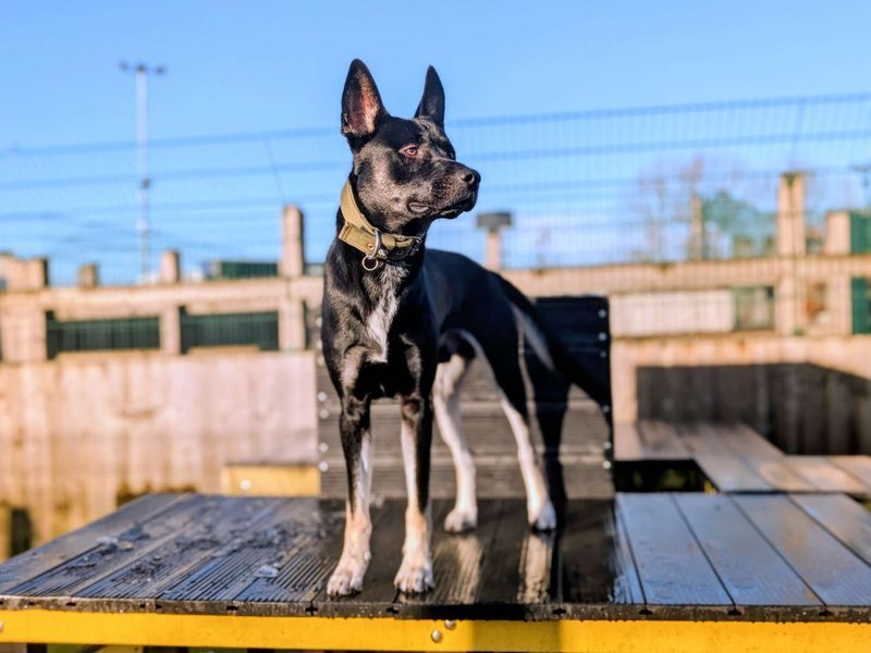 Siberian Husky for adoption in Cardiff, Glamorgan – 12 months old - Image 6 of 8