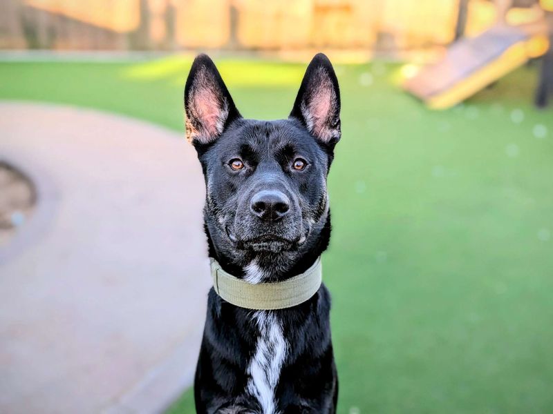 Siberian Husky for adoption in Cardiff, Glamorgan – 12 months old - Image 7 of 8