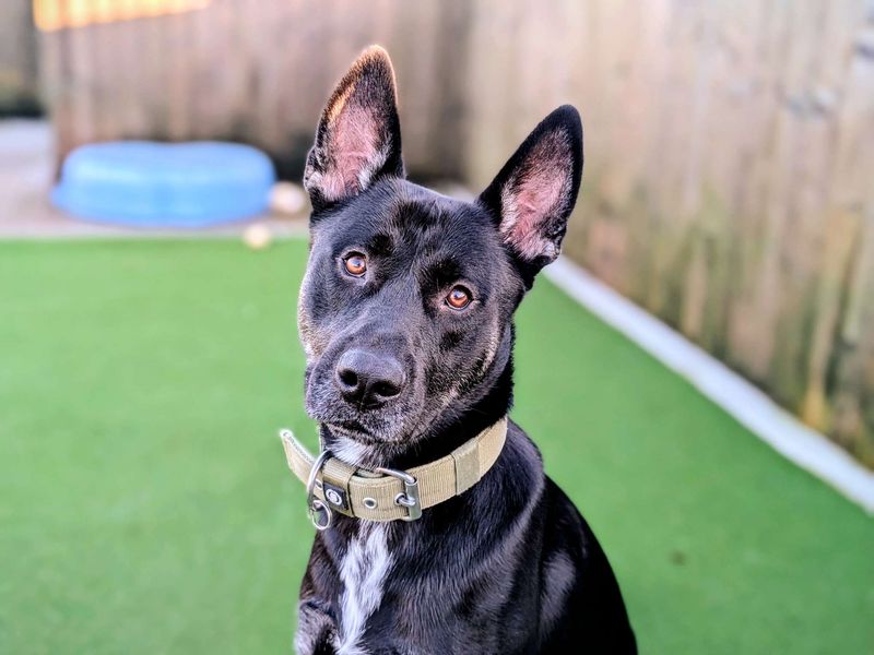 Siberian Husky for adoption in Cardiff, Glamorgan – 12 months old - Image 4 of 8
