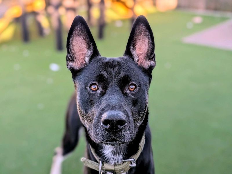 Jakey, a 2 years old male Siberian Husky available for adoption from Dogs Trust in Splott, Wales