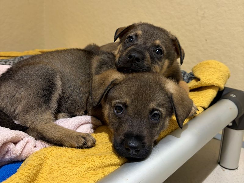 German Shepherd for adoption in Ballymena, County Antrim – 8 weeks old - Image 2 of 3