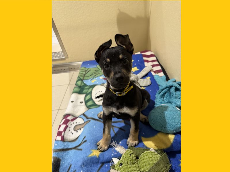 German Shepherd for adoption in Ballymena, Co Antrim – 3 months old