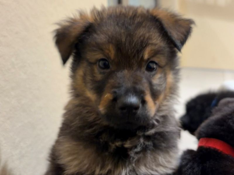 Pistachio | German Shepherd Dog Cross | Ballymena (Northern Ireland) - 1