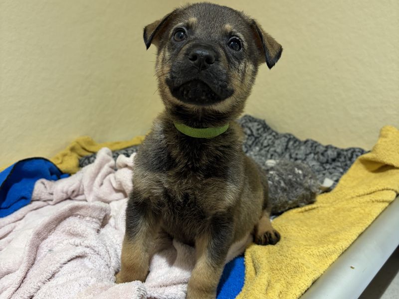 German Shepherd for adoption in Ballymena, County Antrim – 8 weeks old - Image 3 of 3