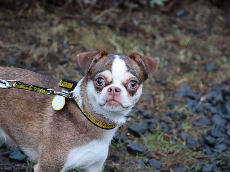Chihuahua for adoption in Glasgow – 1 year old - Image 2 of 2