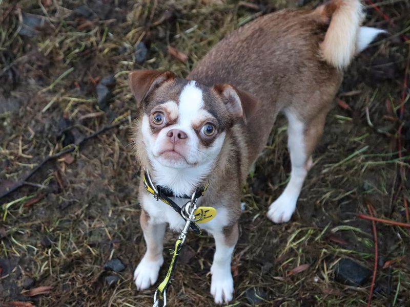 Chihuahua for adoption in Glasgow, Scotland – 1 year old