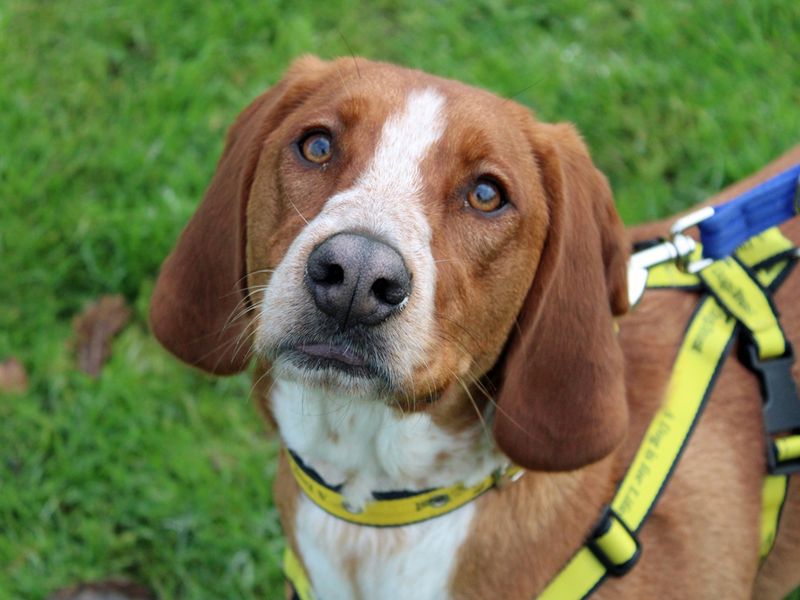 Rosie | Beagle Cross | Merseyside (Liverpool) - 1