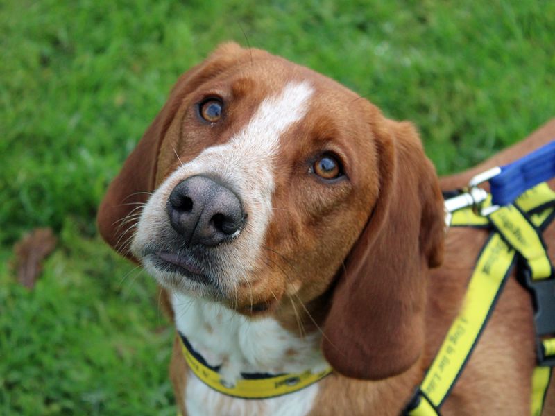 Beagle for adoption in Liverpool, Merseyside – 12 months old - Image 2 of 3