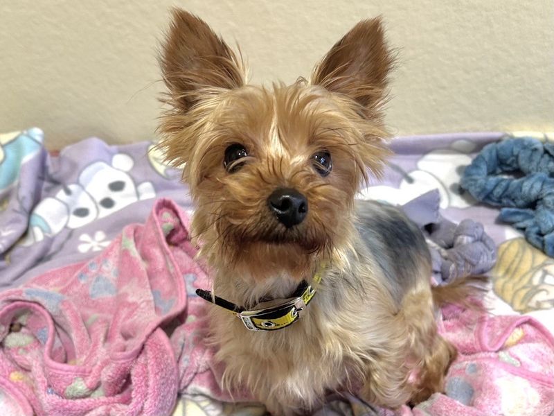 Yorkshire Terrier for adoption in Ballymena, County Antrim – 2 years old - Image 2 of 2