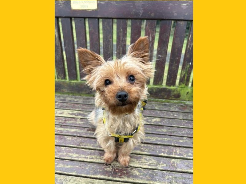 Yorkshire Terrier for adoption in Ballymena, Co Antrim – 2 years old