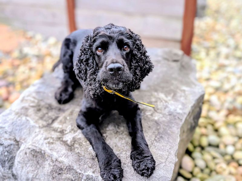 Cocker Spaniel for adoption in Cardiff, Glamorgan – 4 years old