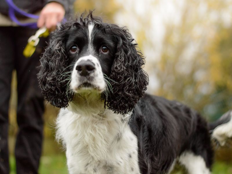 Tyler | Spaniel (English Springer) | Kenilworth (West Midlands) - 1