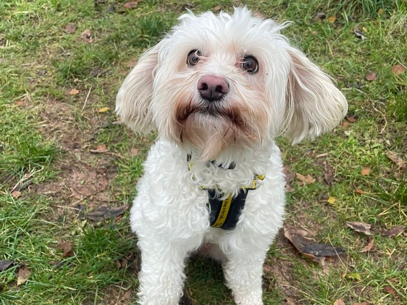 Cocker Spaniel for adoption in Telford, Shropshire – 5 years old - Image 2 of 2