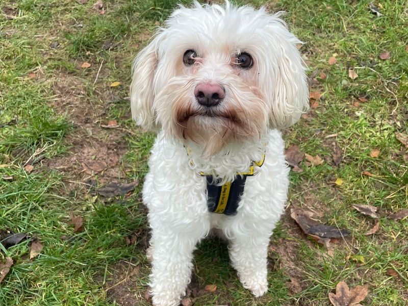 Poodle Dogs And Puppies For Adoption