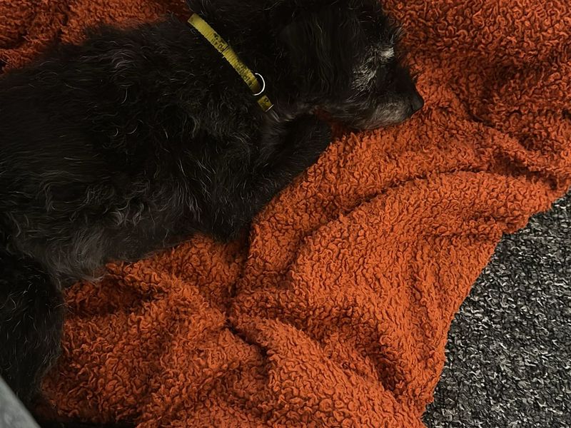 Jack Russell Terrier for adoption in Cardiff, Glamorgan – 12 years old - Image 2 of 2