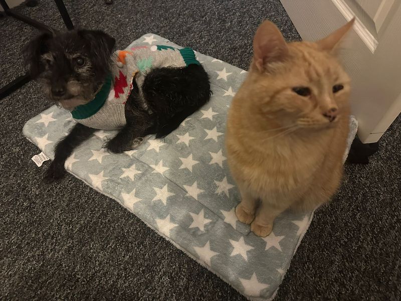 Jack Russell Terrier for adoption in Cardiff, Glamorgan – 12 years old