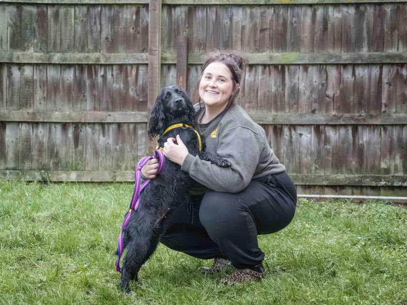 Cocker Spaniel for adoption in Wymeswold, Leicestershire – 6 years old - Image 4 of 4