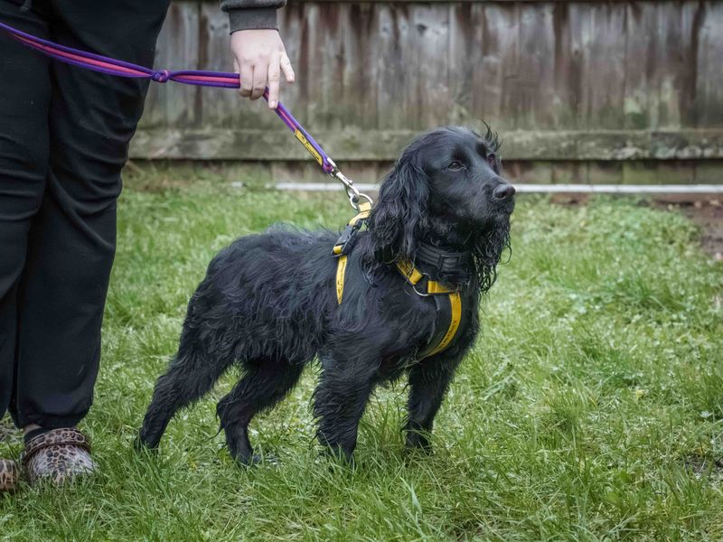 Cocker Spaniel for adoption in Wymeswold, Leicestershire – 6 years old - Image 2 of 4