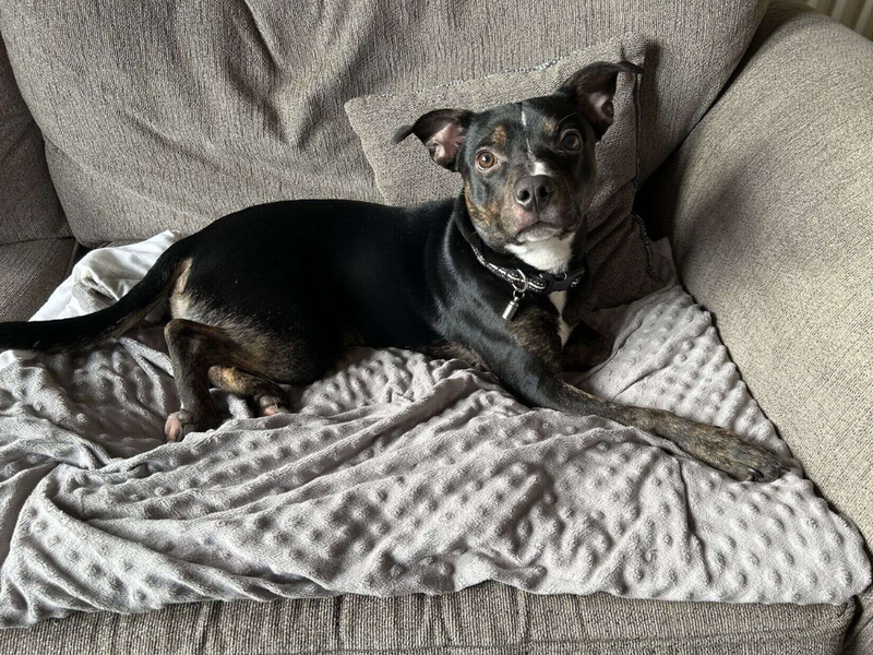 Nuke | Terrier (Staffordshire Bull) Cross | Kenilworth (West Midlands) - 1